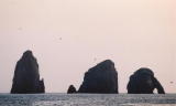 Malpelo