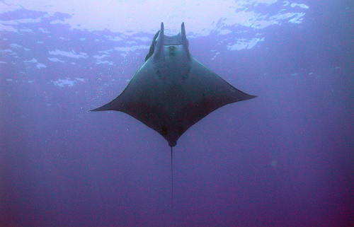 Mobula