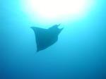 Mobula