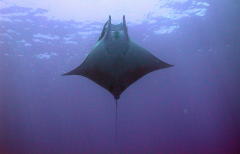 Mobula Ray