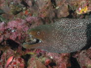 Moray Eel