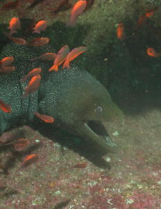 Moray Eel