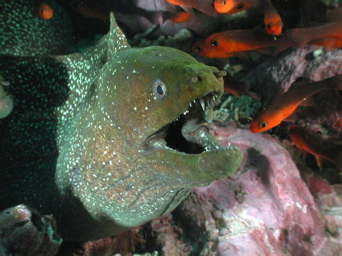 Moray Eel