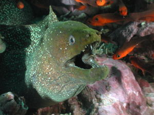 Moray Eel