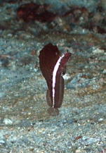 Sailfin Blenny - Very shy and difficult to photograph!