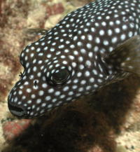 Puffer Fish