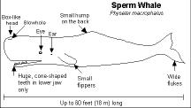 Sperm Whale