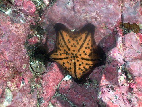 Starfish