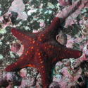 Starfish