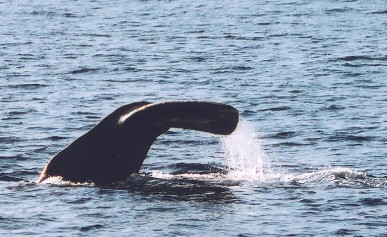 Sperm Whale