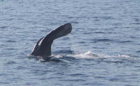 Sperm Whale - GAL Photo