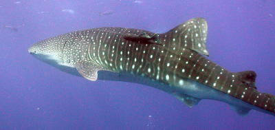 Whale Shark