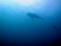 Whale Shark