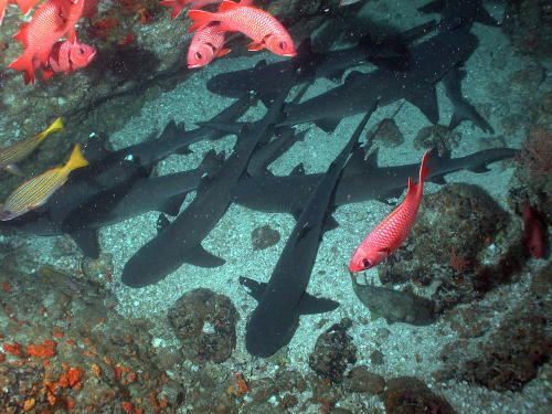 White Tip Reef Sharks