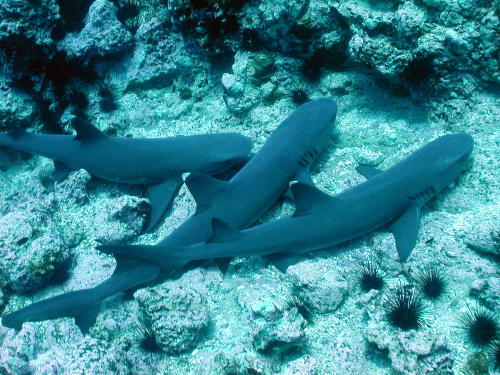 White Tip Reef Sharks