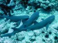Sleeping White Tip Reef Sharks