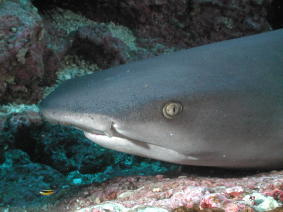 White Tip Reef Shark