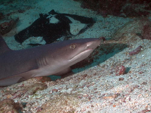 White Tip Reef Shark