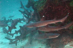 White Tips Feeding