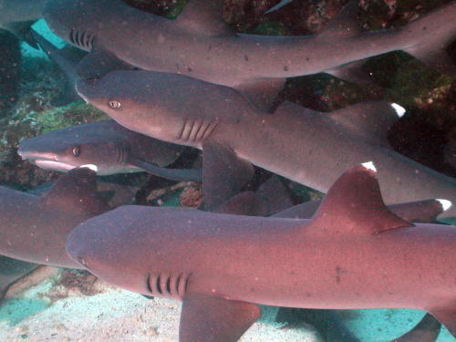 White Tip Reef Sharks