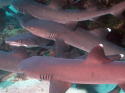 White Tips Feeding