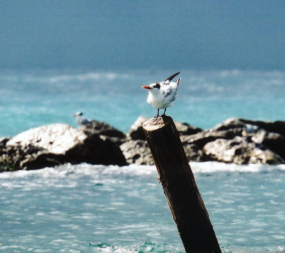 Dudebird