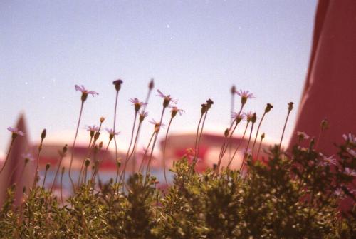 Flowers at the Beach