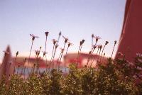 Flowers at the Beach