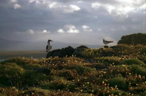 Blue Footed Boobie Bird with Friend