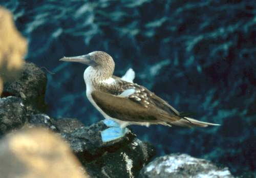 Blue Footed Boobie Bird