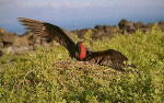 Frigate Bird