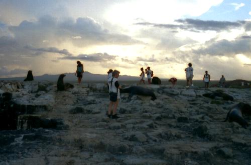 Meeting the Seals
