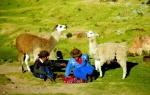 Llamas