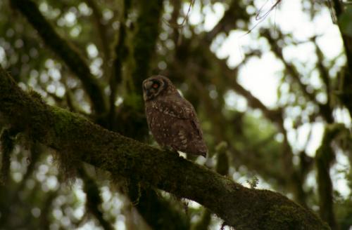 Owl