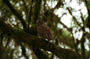 Spotted Owl