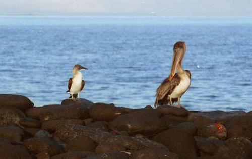 Pelican and Boobie Bird Showdown