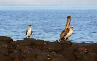 Boobie Bird and Pelican