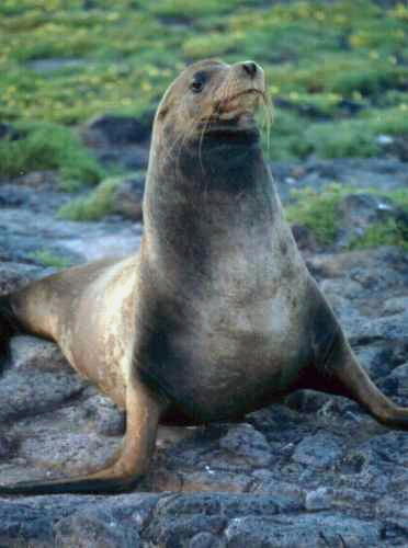 Seal