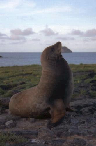 Seal