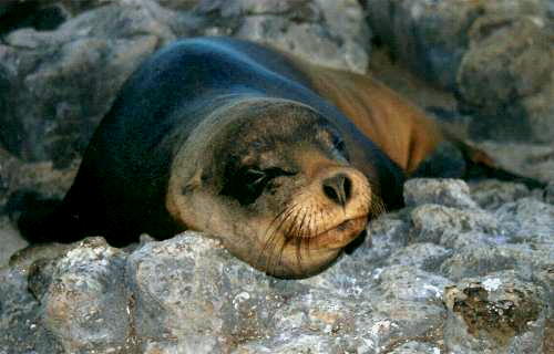 Seal