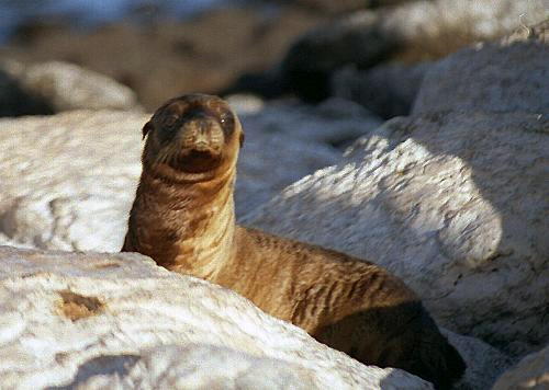 Baby Seal