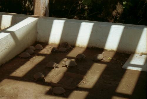 Baby Tortoises