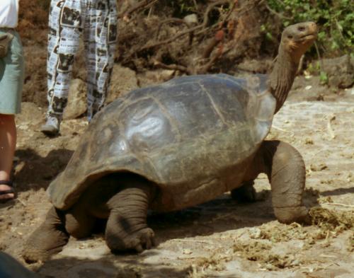 Galapagos Tortoise