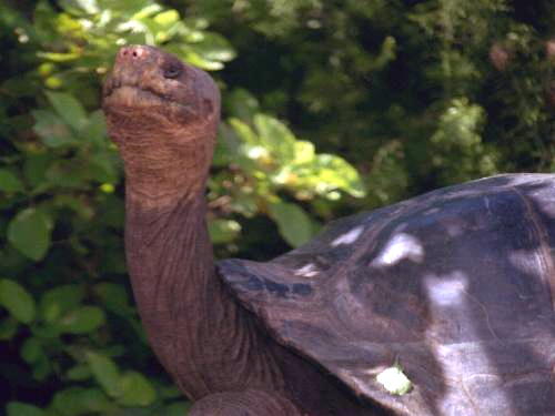 Galapagos Tortoise