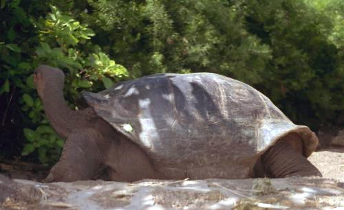 Galapagos Tortoise