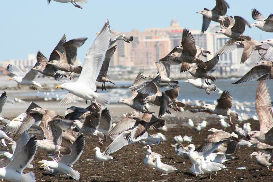 Off-season Beach Crowd