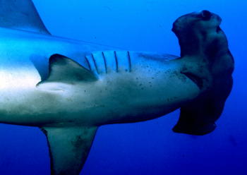 Hammerhead - Photo by Gary Lindenbaum, MD