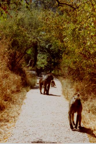 Baboons