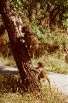 Baboons