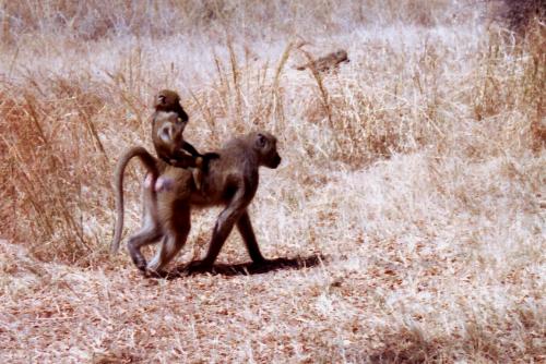 Baboons